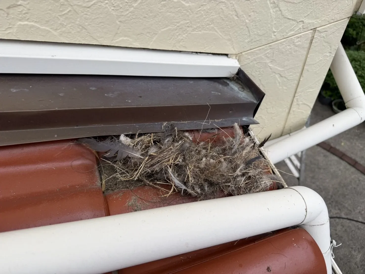 雨樋の近くの瓦の上にある鳥の巣を別の角度から見たところ